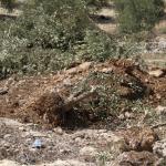 قوات الاحتلال تجرف أراضٍ فلسطينية وتقتل طفلاً في عين يبرود شرق رام الله