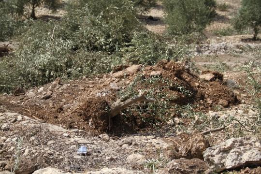 قوات الاحتلال تجرف أراضٍ فلسطينية وتقتل طفلاً في عين يبرود شرق رام الله