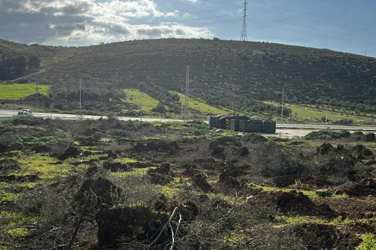 اعتداءات للمستوطنين واعتقالات في الخليل واقتلاع مئات أشجار الزيتون غرب المدينة