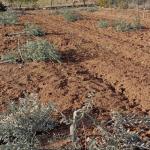 الاحتلال يقتلع 200 شجرة في بلدة حزما شمال شرق القدس