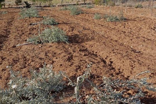 الاحتلال يقتلع 200 شجرة في بلدة حزما شمال شرق القدس