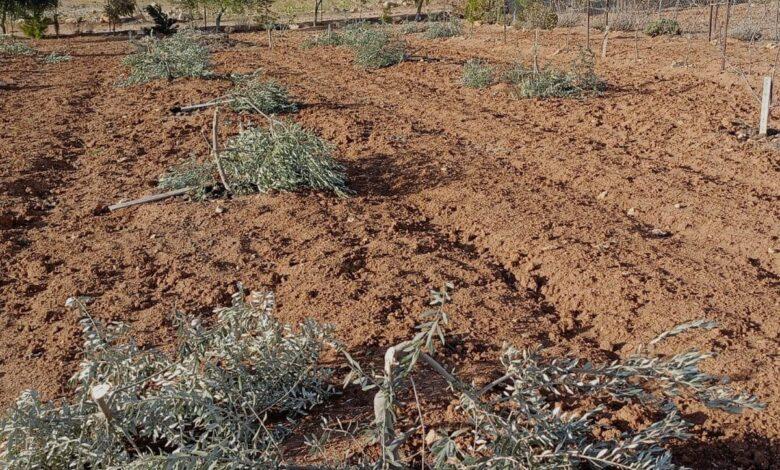 تجريف أراضٍ فلسطينية بمحاذاة الشارع الرئيسي يطال ممتلكات عائلات مقدسية