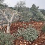 مستوطنون يقطعون مئات أشجار الزيتون ويهاجمون المزارعين في ترمسعيا والمغير