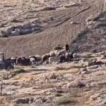 مستوطن يقتحم تجمع الكعابنة شرق القدس ويطلق أغنامه بين مساكن المواطنين في اعتداء جديد