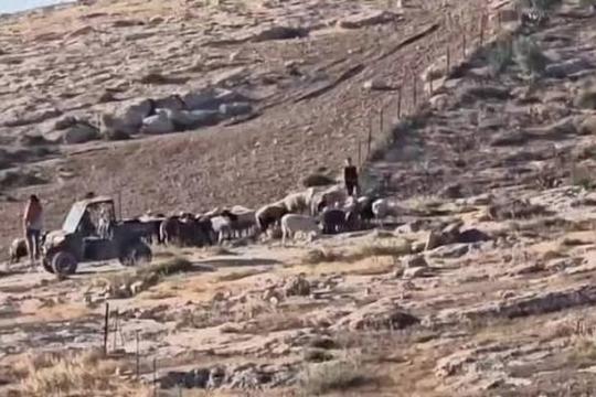 مستوطن يقتحم تجمع الكعابنة شرق القدس ويطلق أغنامه بين مساكن المواطنين في اعتداء جديد