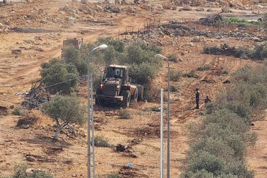 الاحتلال يقتلع عشرات أشجار الزيتون شمال القدس
