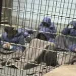 الاحتلال يقتل أسيرًا جديدًا تحت التعذيب.. ومطالبات بتحقيق دولي