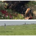 مستوطنون يهاجمون تجمع "معازي جبع" البدوي شمال شرق القدس ويقضون على مواشي السكان