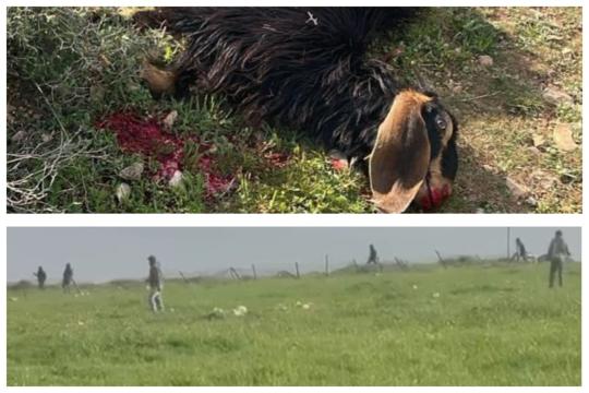 مستوطنون يهاجمون تجمع "معازي جبع" البدوي شمال شرق القدس ويقضون على مواشي السكان