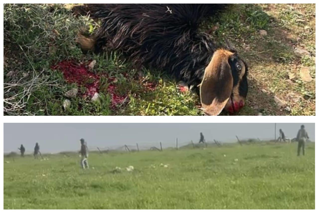 الاعتداء يستهدف نحو 200 شخص بينهم 70 طفلًا، في ظل استمرار التهجير والاعتداءات على التجمعات البدوية