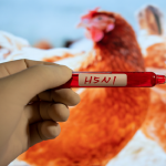 ولاية واشنطن تعلن وفاة مسن بسلالة نادرة من إنفلونزا الطيور