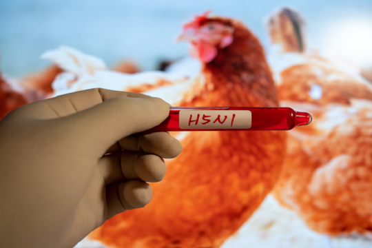 ولاية واشنطن تعلن وفاة مسن بسلالة نادرة من إنفلونزا الطيور