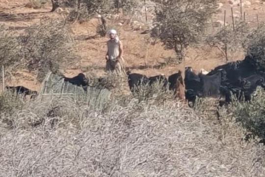 مستوطنون يطلقون أغنامهم للرعي في أراضي المواطنين شمال شرق الخليل