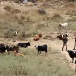 التجمعات البدوية في القدس تحت خطر الهدم والطرد ومخطط E1