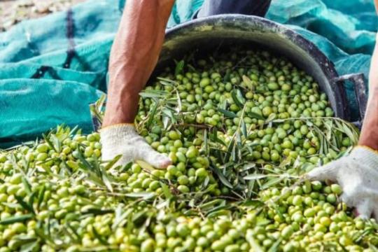 تراجع المساحات المزروعة بالزيتون في غزة بنسبة 90%