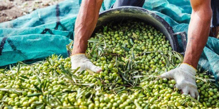 وسط تراجع كبير في الثمار
