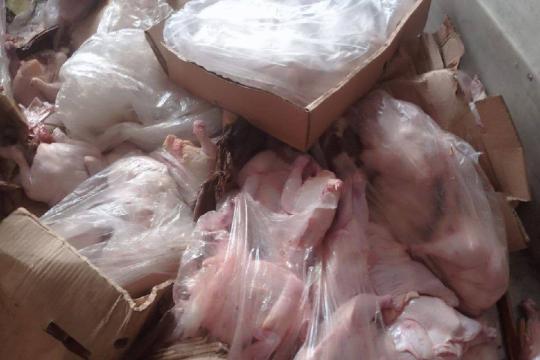 بلدية دير البلح تتلف 6 طن من الدجاج الفاسد