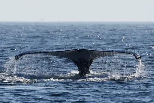 تحذير علمي: تسارع خطير في تحمّض المحيطات يهدد السواحل والاقتصادات العالمية