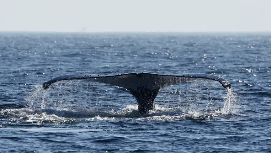 تحذير علمي: تسارع خطير في تحمّض المحيطات يهدد السواحل والاقتصادات العالمية