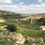 "خلايل اللوز" ببيت لحم تواجه ليلة جديدة من التنكيل