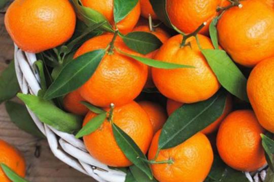 فاكهة الكلمنتين… كنز صحي يعزز المناعة ويحمي القلب ويدعم الهضم