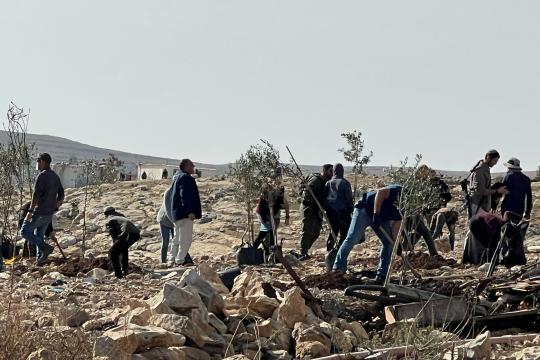 مستوطنون يقتلعون 30 شجرة زيتون ويعتدون على أراضي المواطنين جنوب الخليل