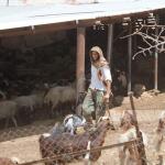 مستوطنون يسرقون 150 رأس غنم من قرية المغير شرق رام الله