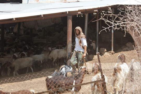 مستوطنون يسرقون 150 رأس غنم من قرية المغير شرق رام الله