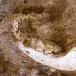 اكتشاف بقايا بشرية في المغرب تعود إلى 773 ألف سنة يسلّط الضوء على جذور تطور الإنسان