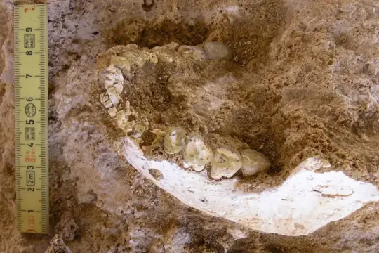 اكتشاف بقايا بشرية في المغرب تعود إلى 773 ألف سنة يسلّط الضوء على جذور تطور الإنسان