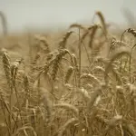 روسيا تتحرك لدعم منتجي الحبوب وسط اضطرابات الشحن في البحر الأسود