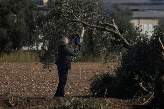 قيود وأوامر عسكرية تهدد موسم الزيتون في الضفة الغربية