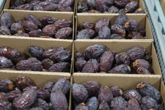 تركيا ترفع كوتا إعفاء التمور الفلسطينية إلى 7 آلاف طن سنوياً