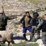 مستوطنون يهاجمون رعاة الأغنام في الرشايدة شرق بيت لحم ويصيبون مواطنًا بالضرب