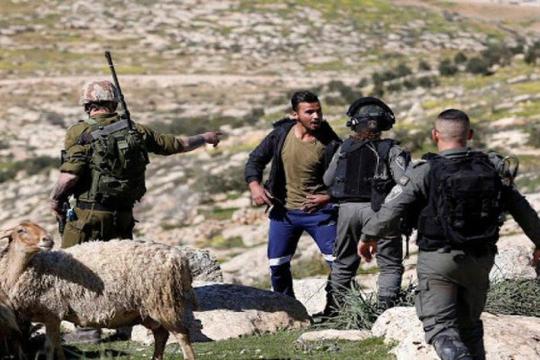 مستوطنون يهاجمون رعاة الأغنام في الرشايدة شرق بيت لحم ويصيبون مواطنًا بالضرب