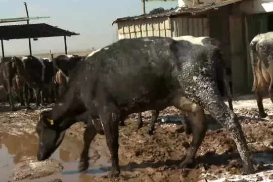 وزارة الزراعة تحذر من سلالة جديدة وخطيرة لفيروس الحمى القلاعية