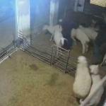 إصابة 3 أطفال وإعدام أغنام في هجوم للمستوطنين جنوب الخليل