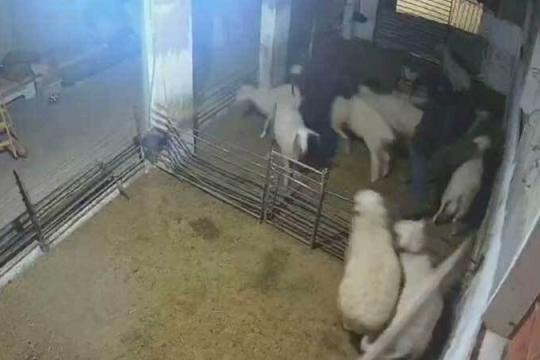 إصابة 3 أطفال وإعدام أغنام في هجوم للمستوطنين جنوب الخليل