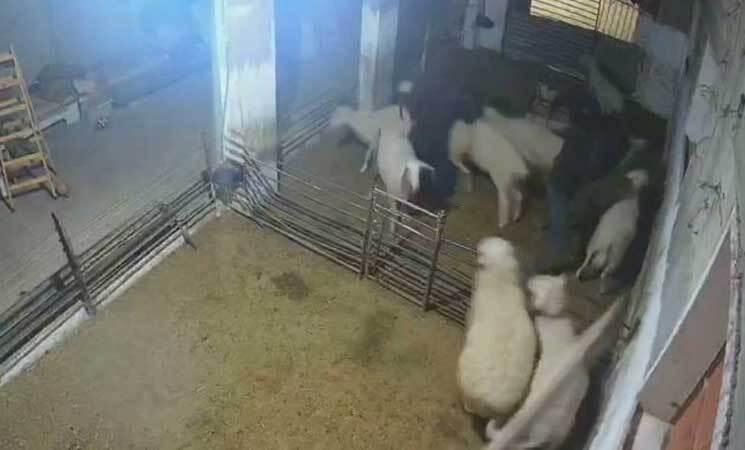 إصابة 3 أطفال وإعدام أغنام في هجوم للمستوطنين جنوب الخليل