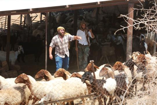 مستوطنون يسرقون 80 رأس غنم خلال هجوم مسلح على كفر مالك شرق رام الله