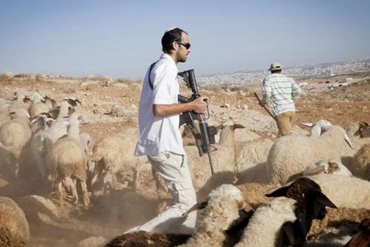 تحقيق لـ«60 دقيقة»: مزارع الأغنام وسيلة للضغط على الفلسطينيين وتهجيرهم من الضفة الغربية