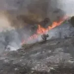 الجزائر تعلن إخماد جميع حرائق الغابات