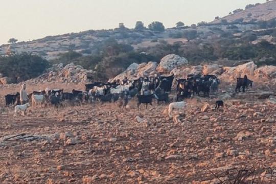 الاحتلال يقتلع عشرات أشجار الزيتون بين عرابة ويعبد جنوب غربي جنين