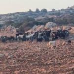 مستوطنون يرعون أغنامهم في أراضٍ زراعية بالمغير ويلحقون أضرارًا بالمحاصيل