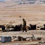 مستوطنون يرعون مواشيهم بين مساكن الفلسطينيين شرق القدس في تصعيد جديد ضد التجمعات البدوية
