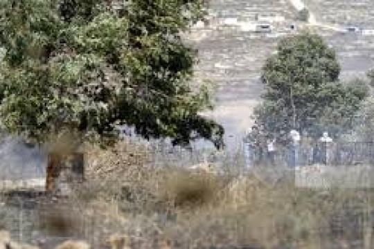 مستوطنون يقطعون 40 شجرة زيتون في مخماس شمال شرق القدس