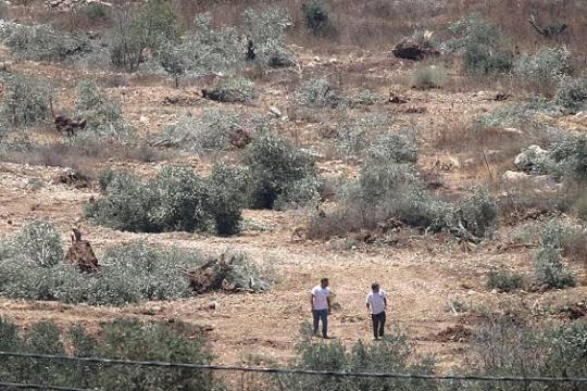 الجيش الإسرائيلي يعزز قواته في الضفة استعدادًا لموسم الزيتون وسط مخاوف من تصعيد المستوطنين