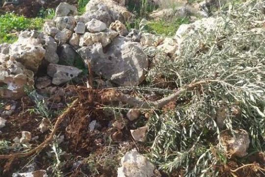 مستوطنون يحطمون 120 شجرة زيتون في مسافر يطا بحماية قوات الاحتلال