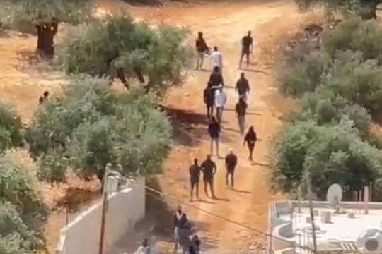 12 اعتداءً على قاطفي الزيتون وأراضيهم في خمس محافظات بالضفة الغربية
