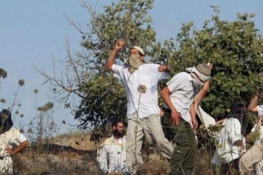 مستوطنون يُهاجمون مزارعين شمال سلفيت ويُحطمون مركبة